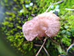 Arrhenia rickenii