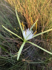 Hymenocallis palmeri