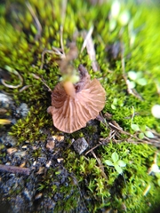 Arrhenia rickenii