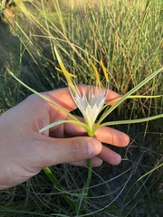 Hymenocallis palmeri