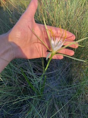 Hymenocallis palmeri