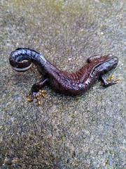 Triturus cristatus