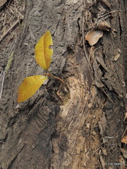 Protorhus longifolia