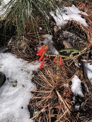 Penstemon barbatus torreyi