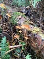 Gymnopilus penetrans
