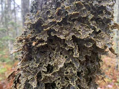 Pseudocyphellaria holarctica