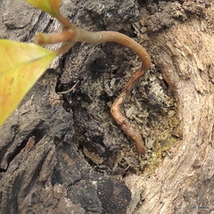 Protorhus longifolia