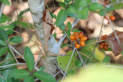 Smilax
