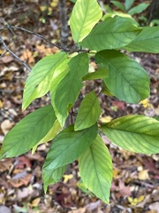 Frangula caroliniana