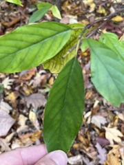 Frangula caroliniana