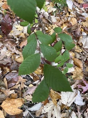 Ulmus alata