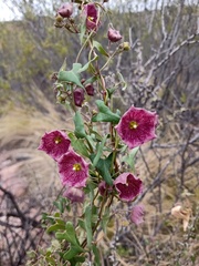 Philibertia gilliesii