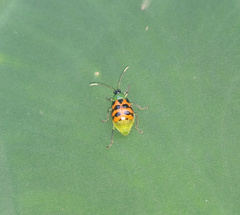 Diabrotica limitata