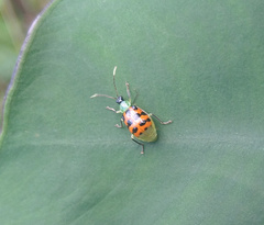 Diabrotica limitata