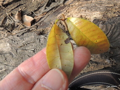 Protorhus longifolia