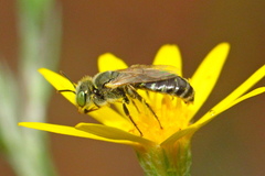 Cockerellia