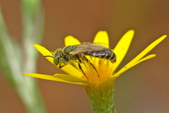 Cockerellia