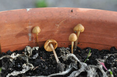 Conocybe macrospora