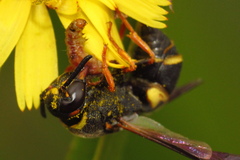 Euodynerus hidalgo boreoorientalis