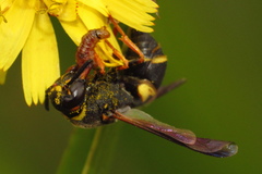 Euodynerus hidalgo boreoorientalis