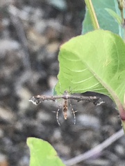 Michaelophorus indentatus