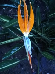 Strelitzia