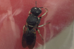 Anacrabro ocellatus
