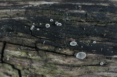 Resupinatus trichotis