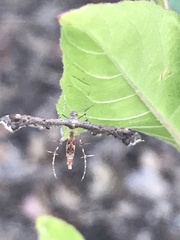 Michaelophorus indentatus