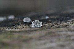 Resupinatus trichotis