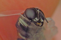 Anacrabro ocellatus