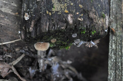 Resupinatus trichotis