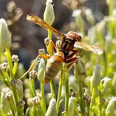 Polistes dorsalis californicus