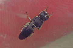 Anacrabro ocellatus