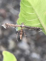 Michaelophorus indentatus