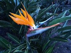 Strelitzia
