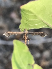 Michaelophorus indentatus