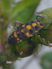 Cycloneda sanguinea