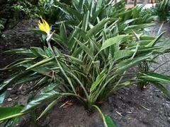 Strelitzia