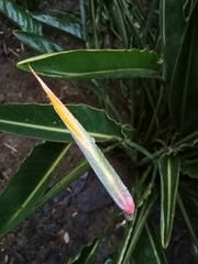 Strelitzia