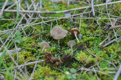 Arrhenia rickenii