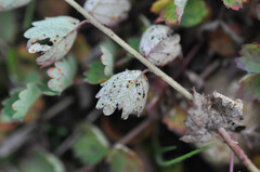 Phragmidium sanguisorbae