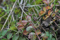 Phragmidium sanguisorbae
