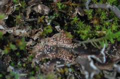 Lasionectria lecanodes