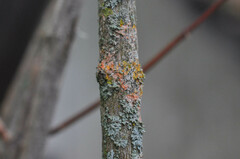 Erythricium aurantiacum
