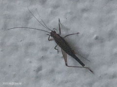 Homoeoxipha lycoides