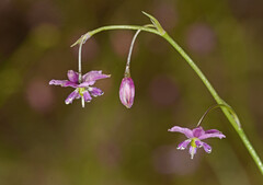 Arthropodium minus