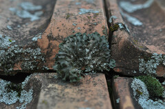 Pleurosticta acetabulum