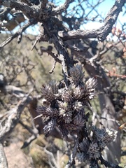 Tillandsia pedicellata