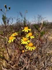 Senecio subulatus